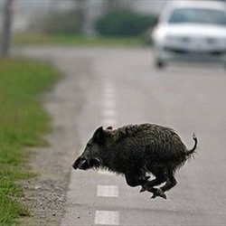 IL CNCN PLAUDE ALL’INSERIMENTO DELL’EMENDAMENTO SULL’ABBATTIMENTO DELLA FAUNA SELVATICA IN MANOVRA