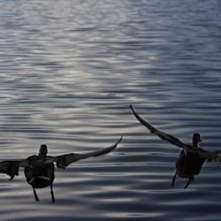 DIVIETO MUNIZIONI CONTENENTI PIOMBO NELLE ZONE UMIDE: EFFICACI INTERVENTI CHIARIFICATORI.